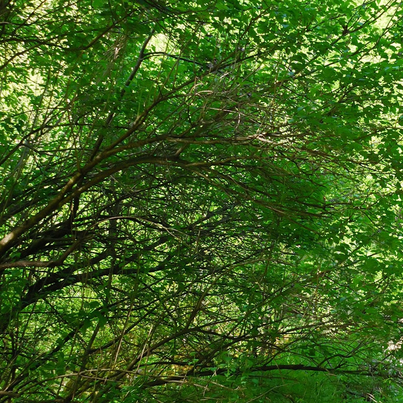 tree in sunlight