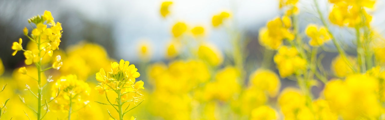 flower field