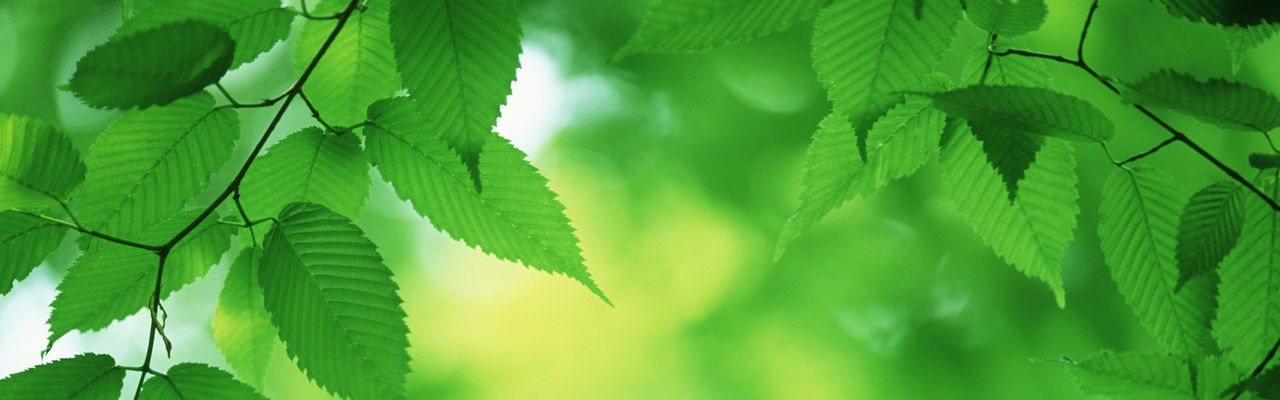 leaves in a tree